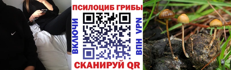 Псилоцибиновые грибы Psilocybe  купить   мега вход  Боровичи 